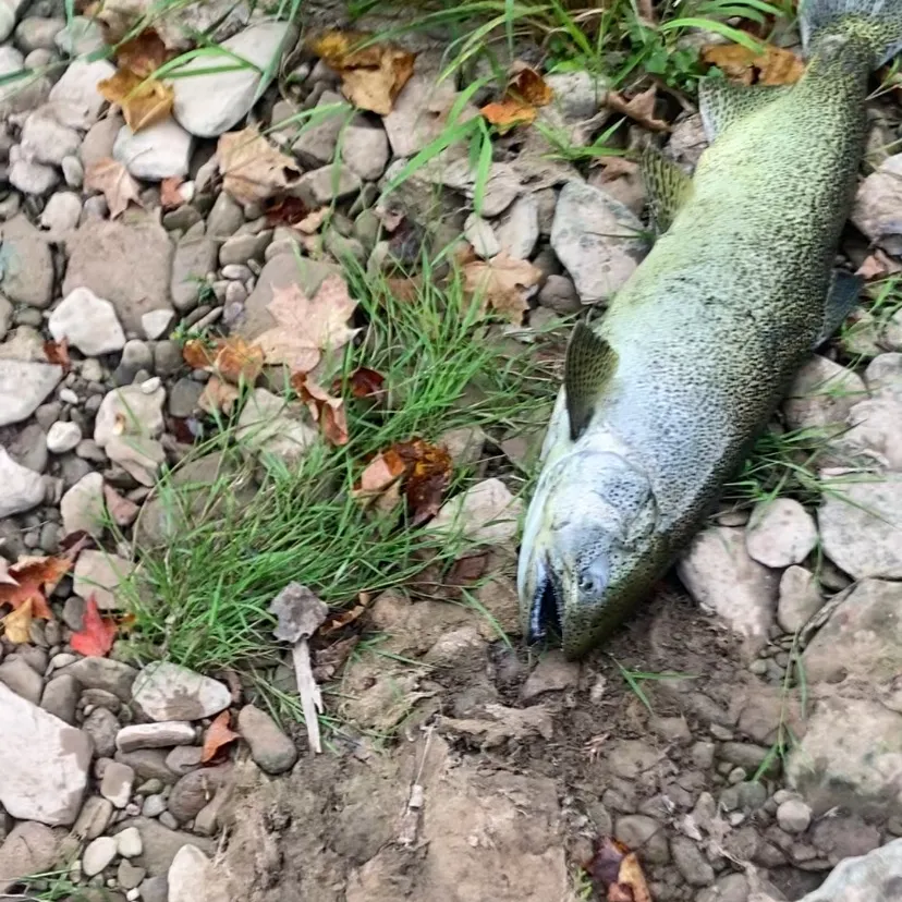 Coho salmon caught on Fishbrain