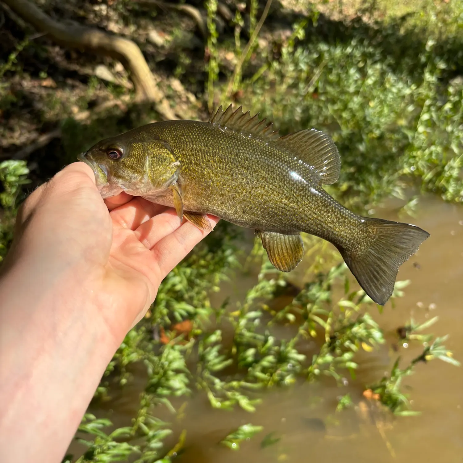 Smallmouth bass caught on Fishbrain