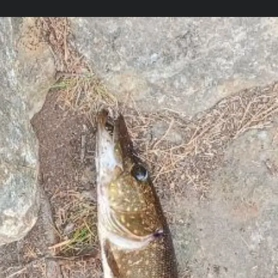 Northern pike caught on Fishbrain