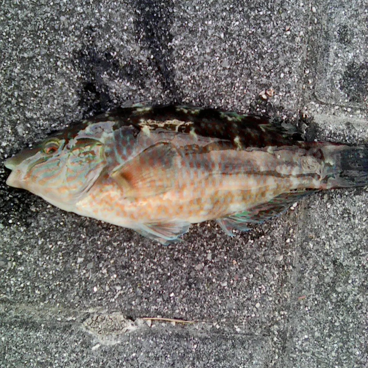 The most recent Corkwing wrasse catches on Fishbrain