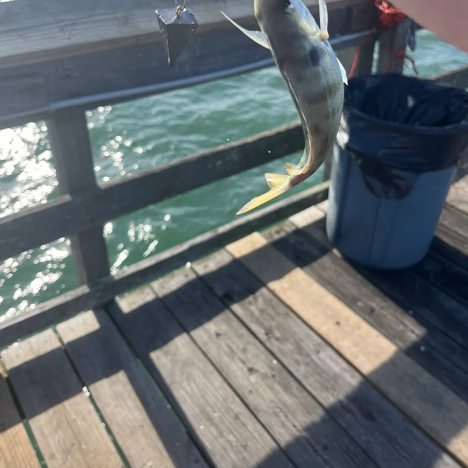 The most recent Southern kingcroaker catches on Fishbrain