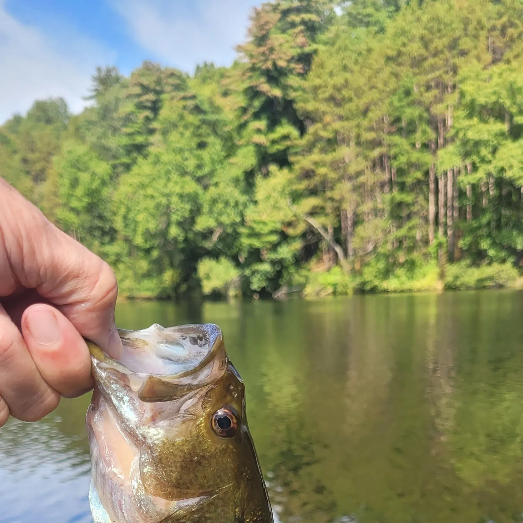 Largemouth bass caught on Fishbrain