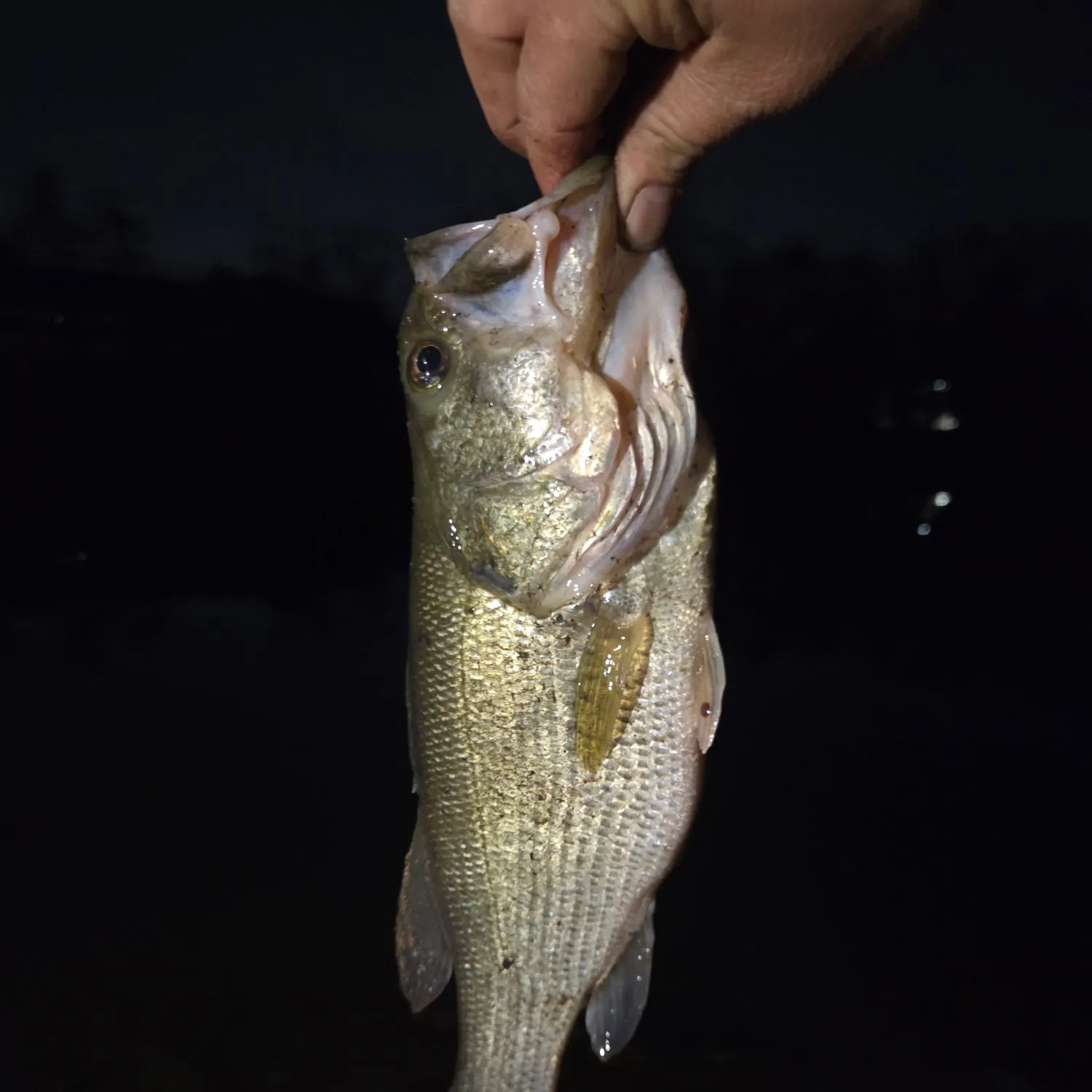 The most recent Largemouth bass catches on Fishbrain