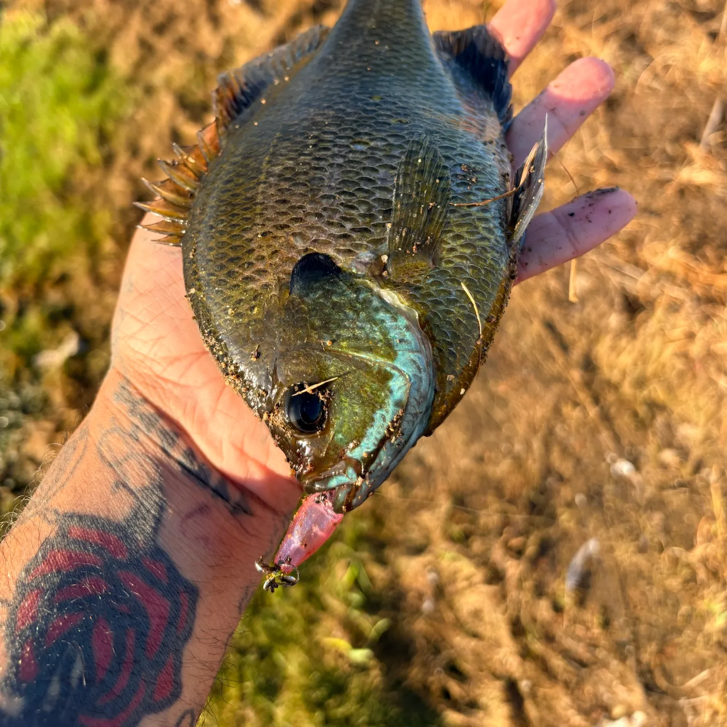 catch