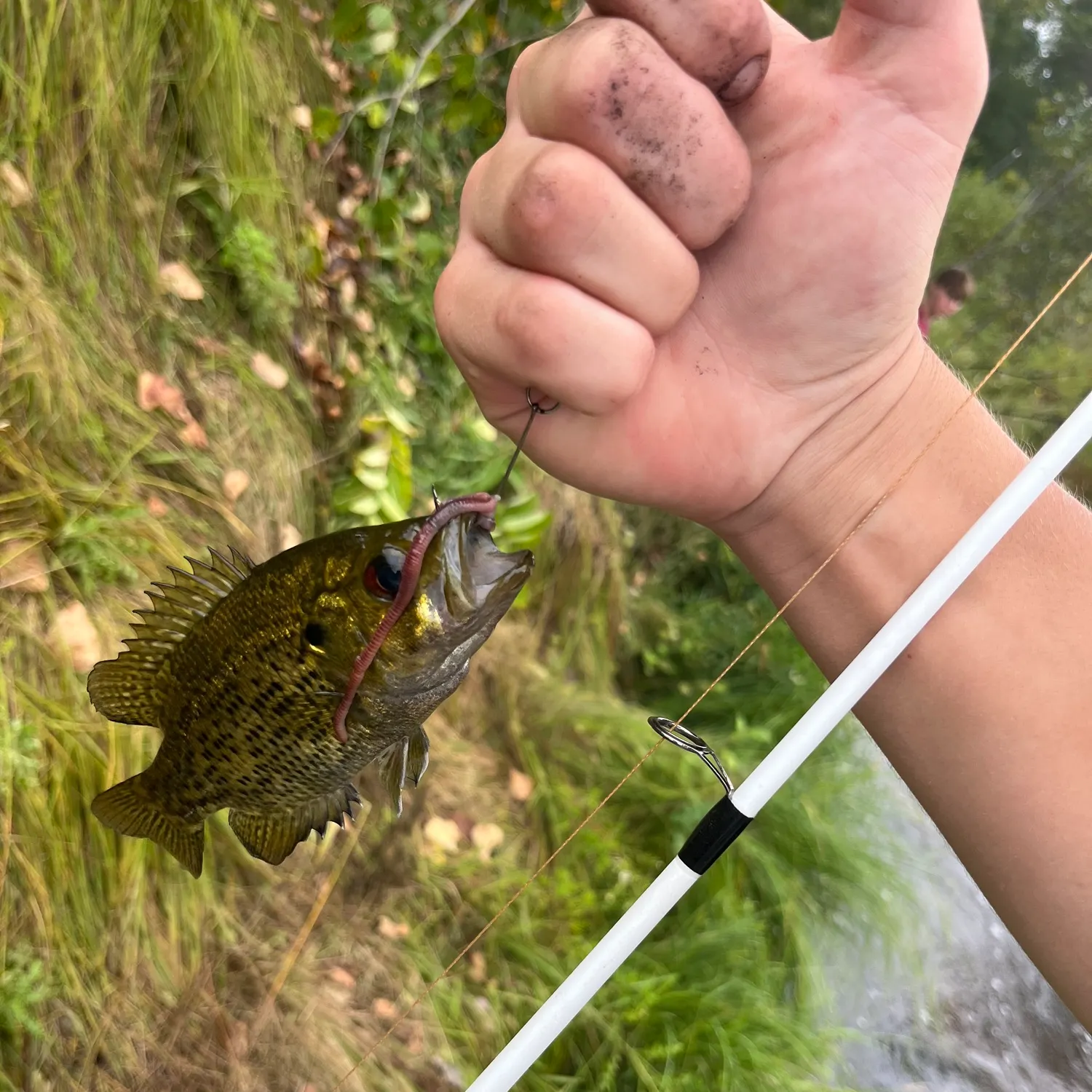 Rock bass caught on Fishbrain