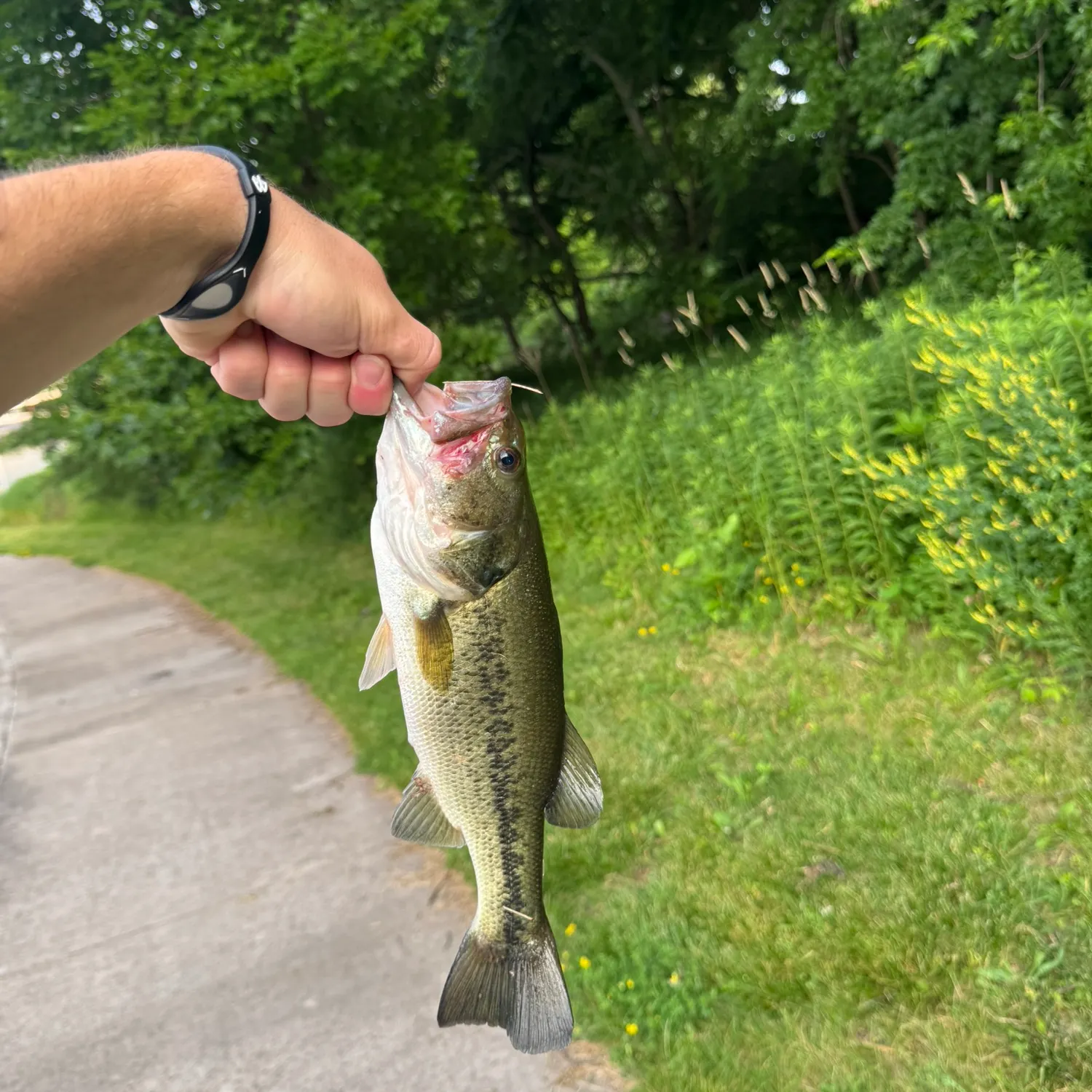 recently logged catches