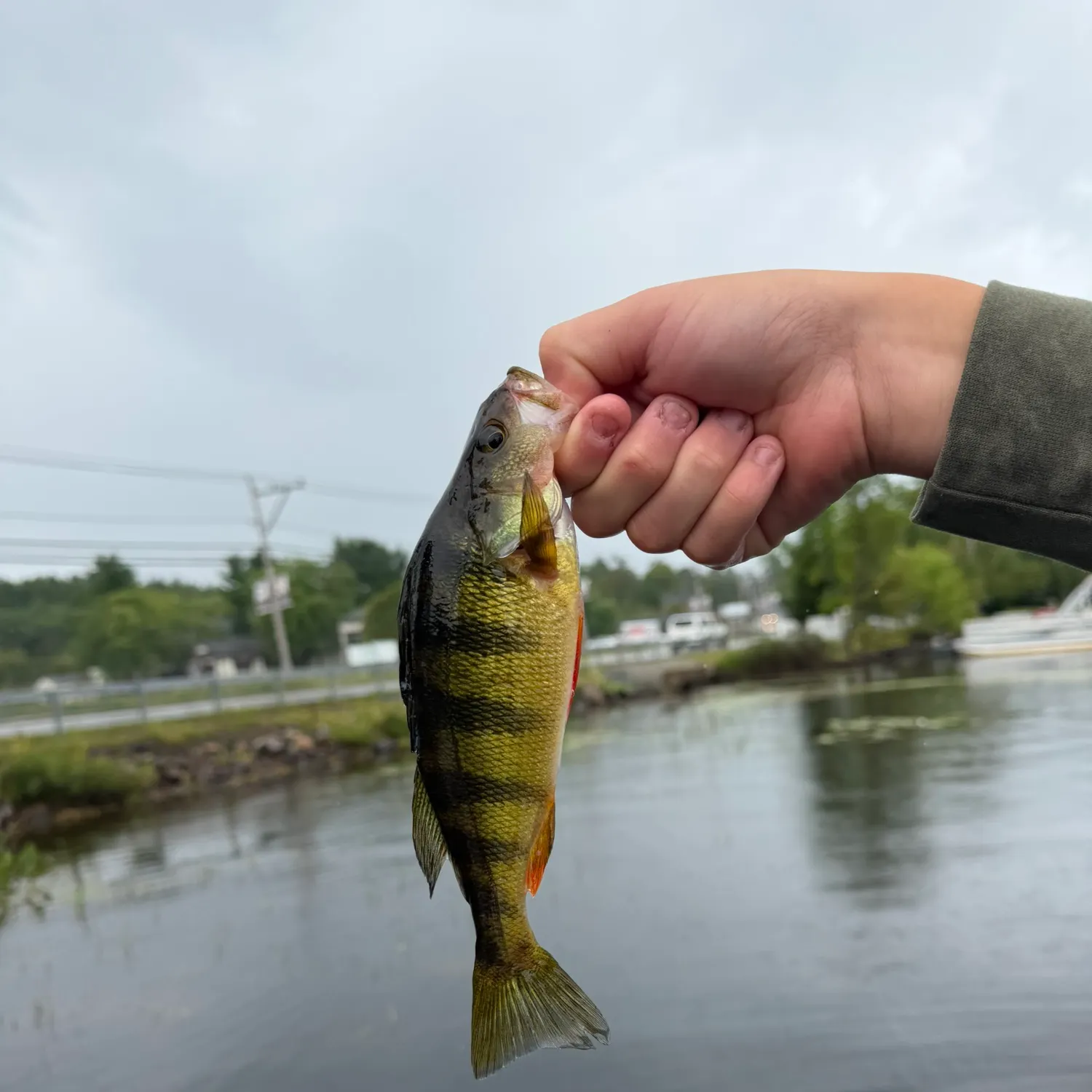 Yellow perch caught on Fishbrain