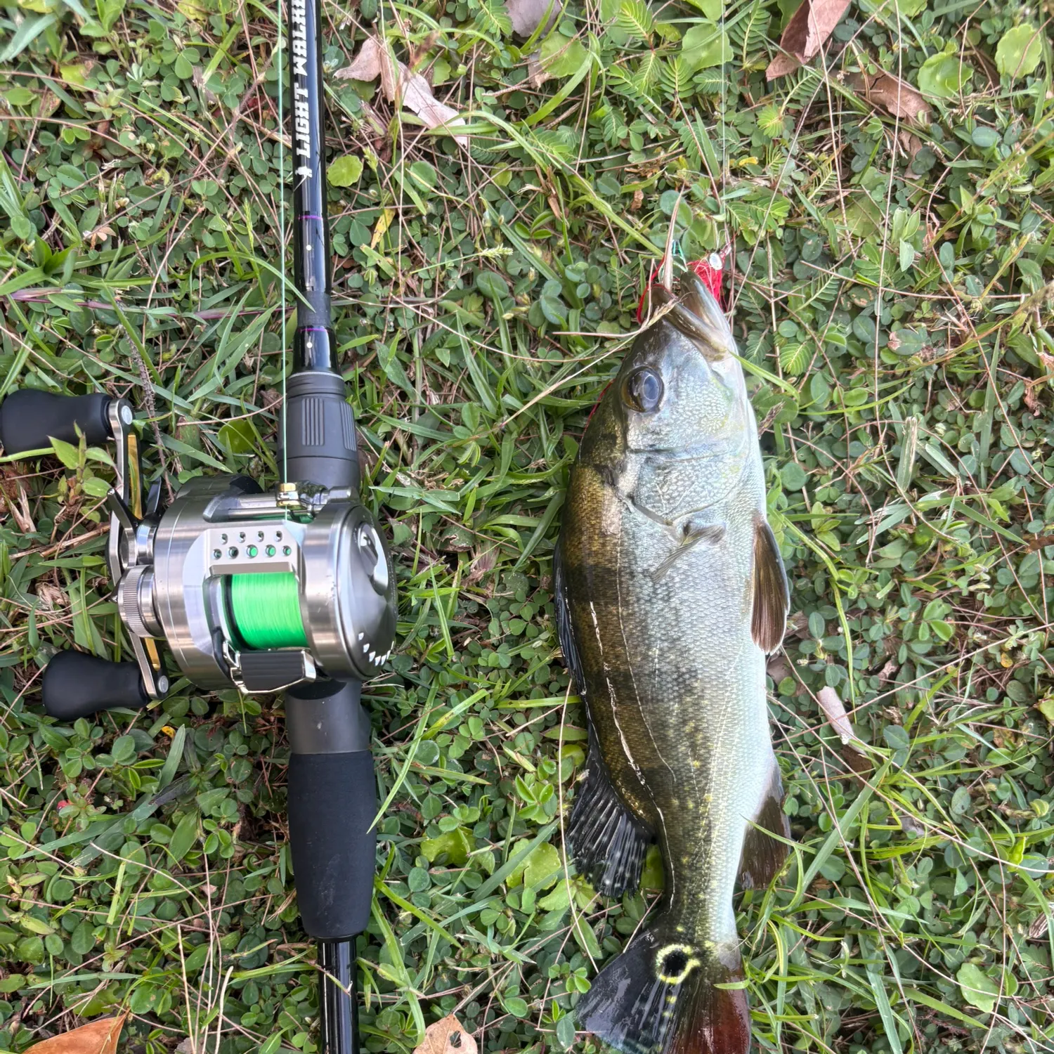 The most recent Speckled peacock bass catches on Fishbrain