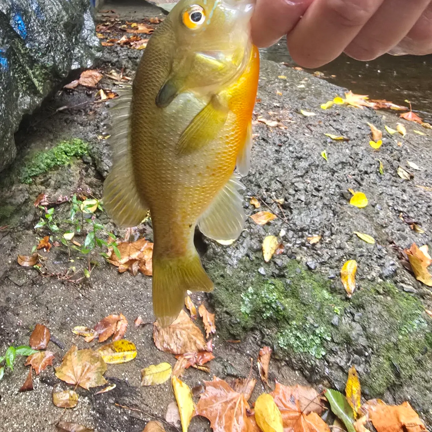 Redbreast sunfish caught on Fishbrain