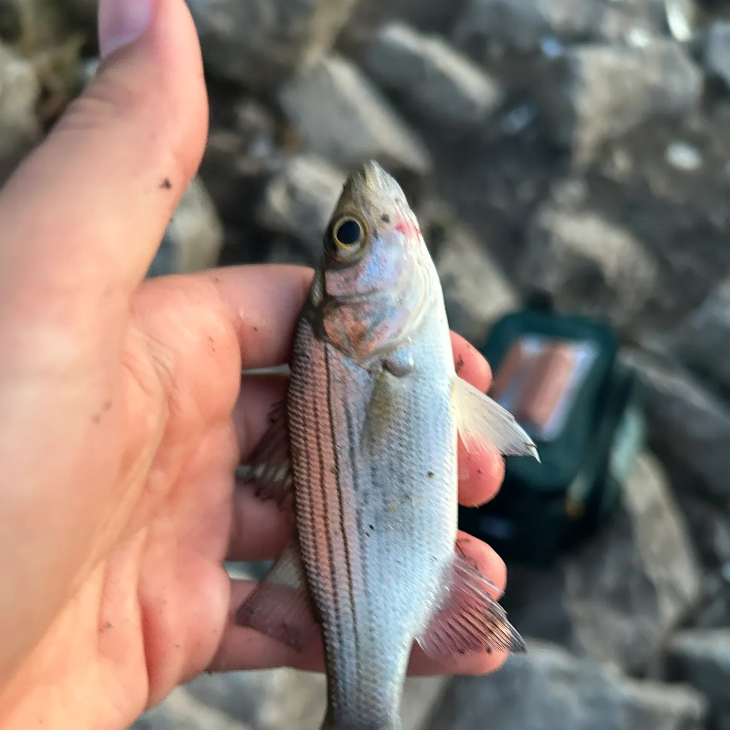 White bass caught on Fishbrain