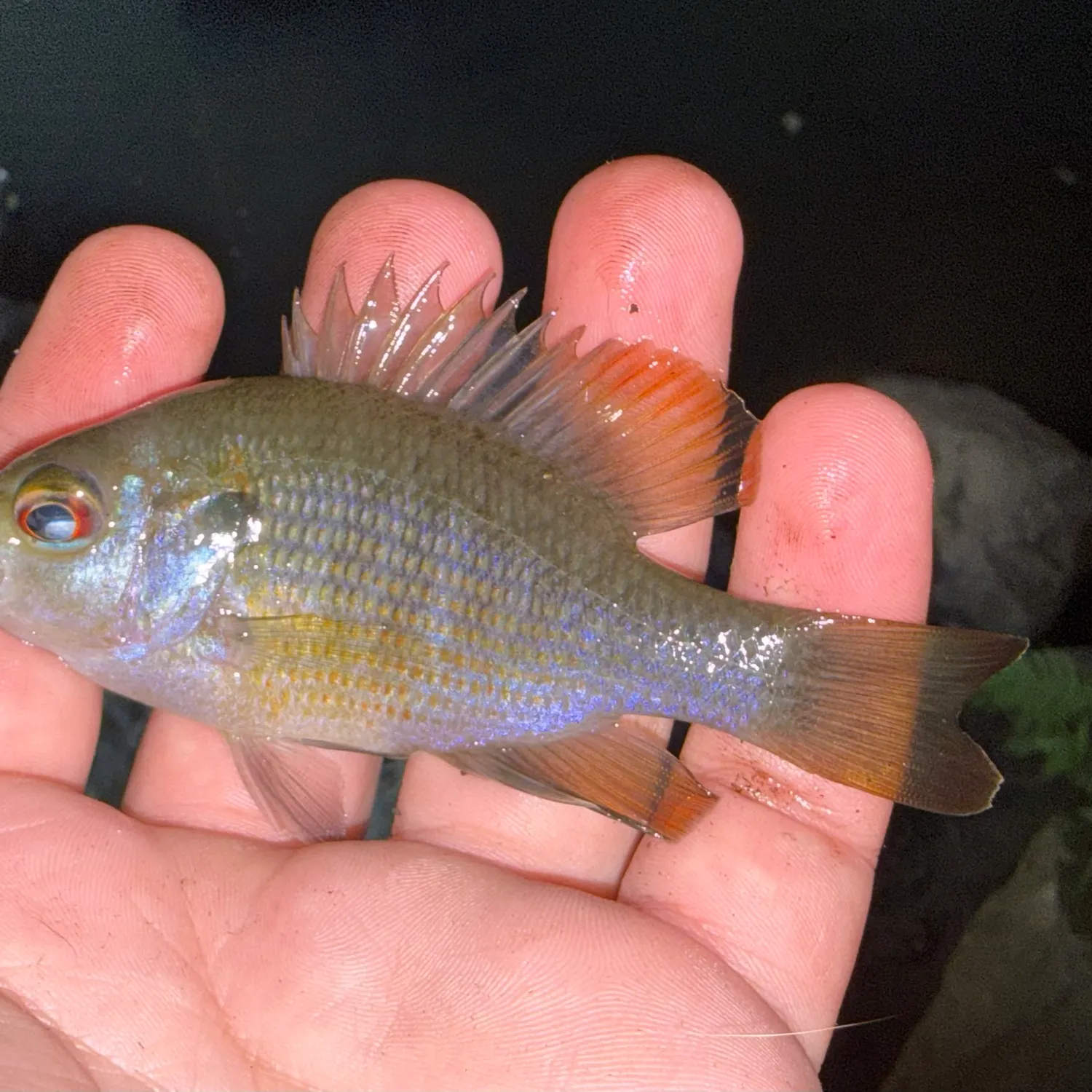 The most recent Redspotted sunfish catches on Fishbrain