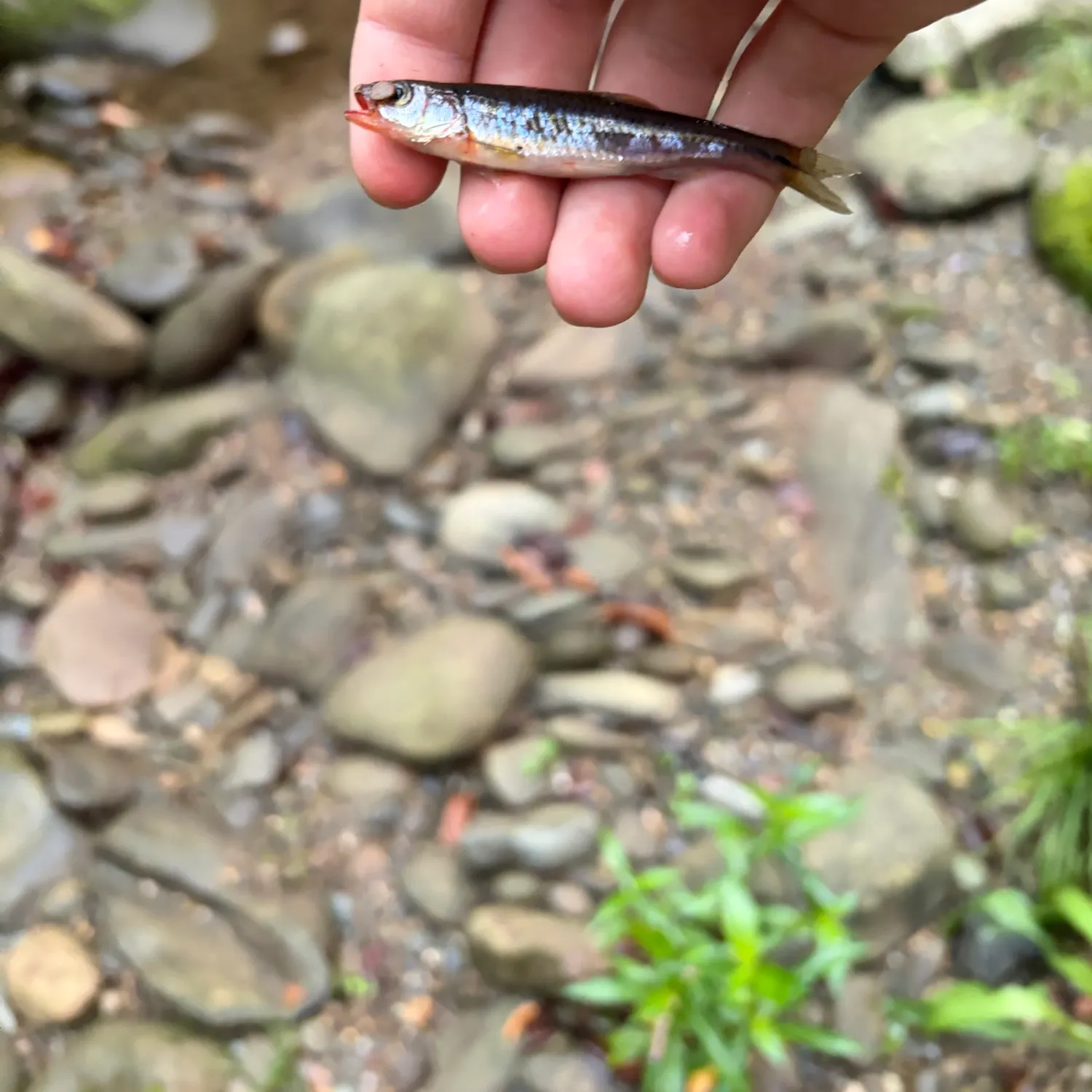 Warpaint shiner caught on Fishbrain