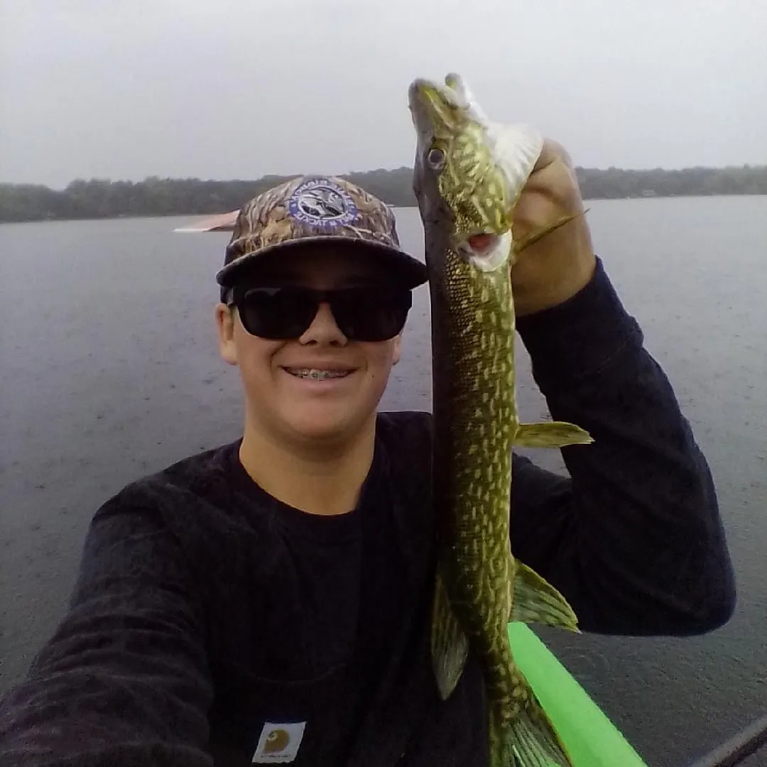 Northern pike caught on Fishbrain