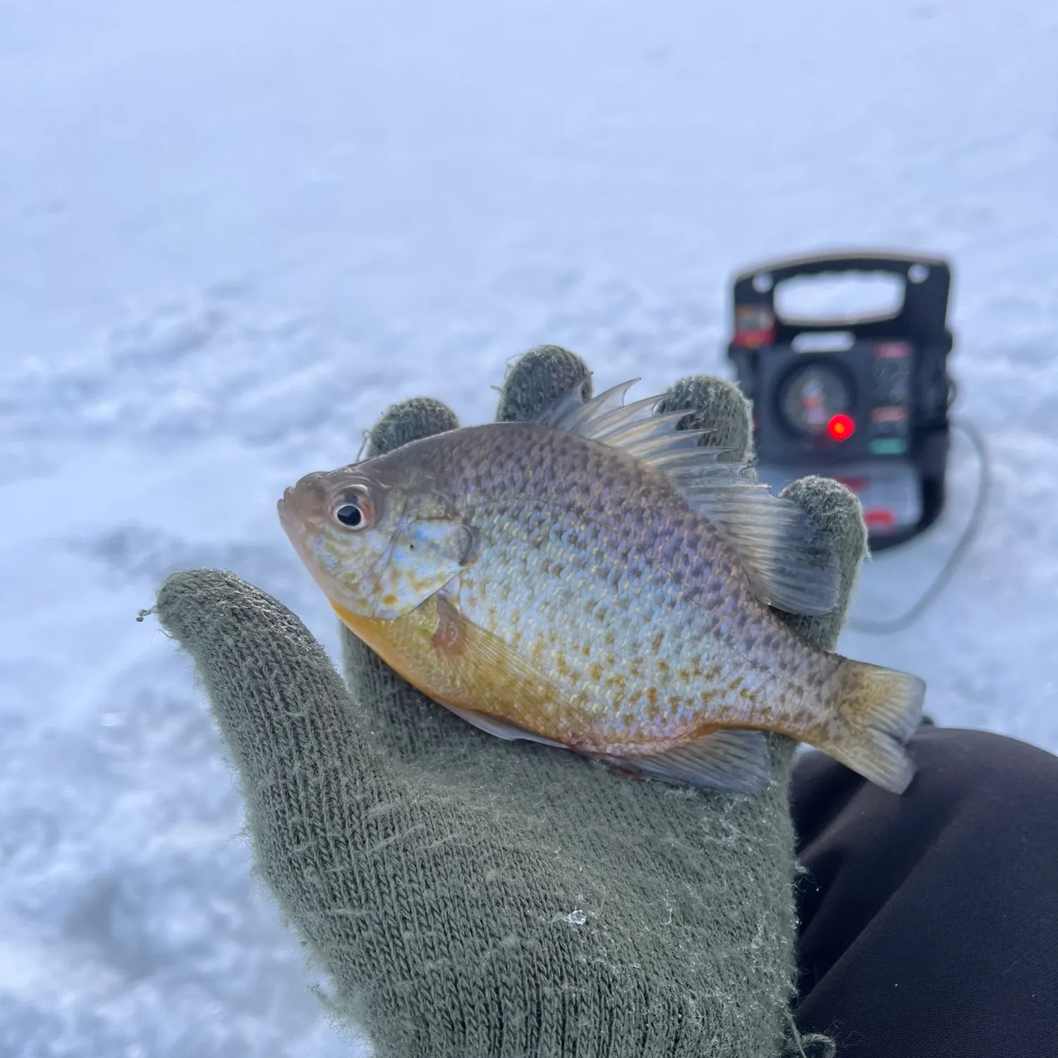 The most recent Pumpkinseed catches on Fishbrain