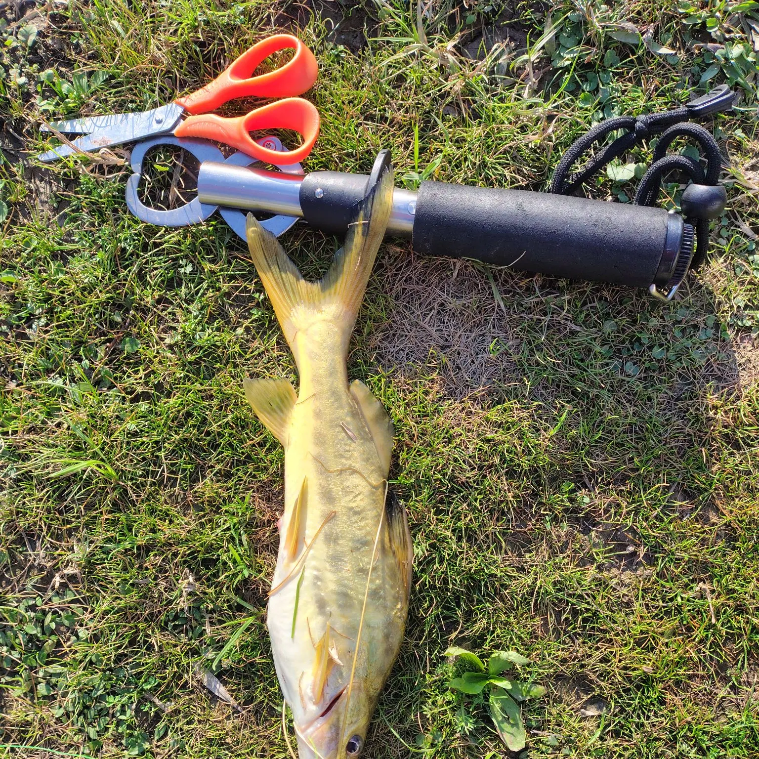 The most recent Spotted pimelodus catches on Fishbrain