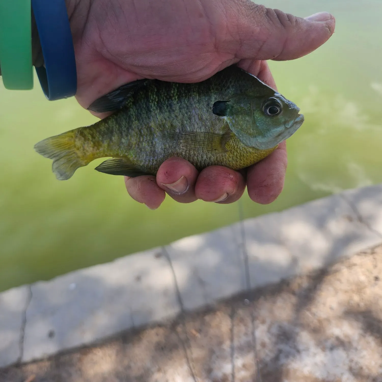 Bluegill caught on Fishbrain