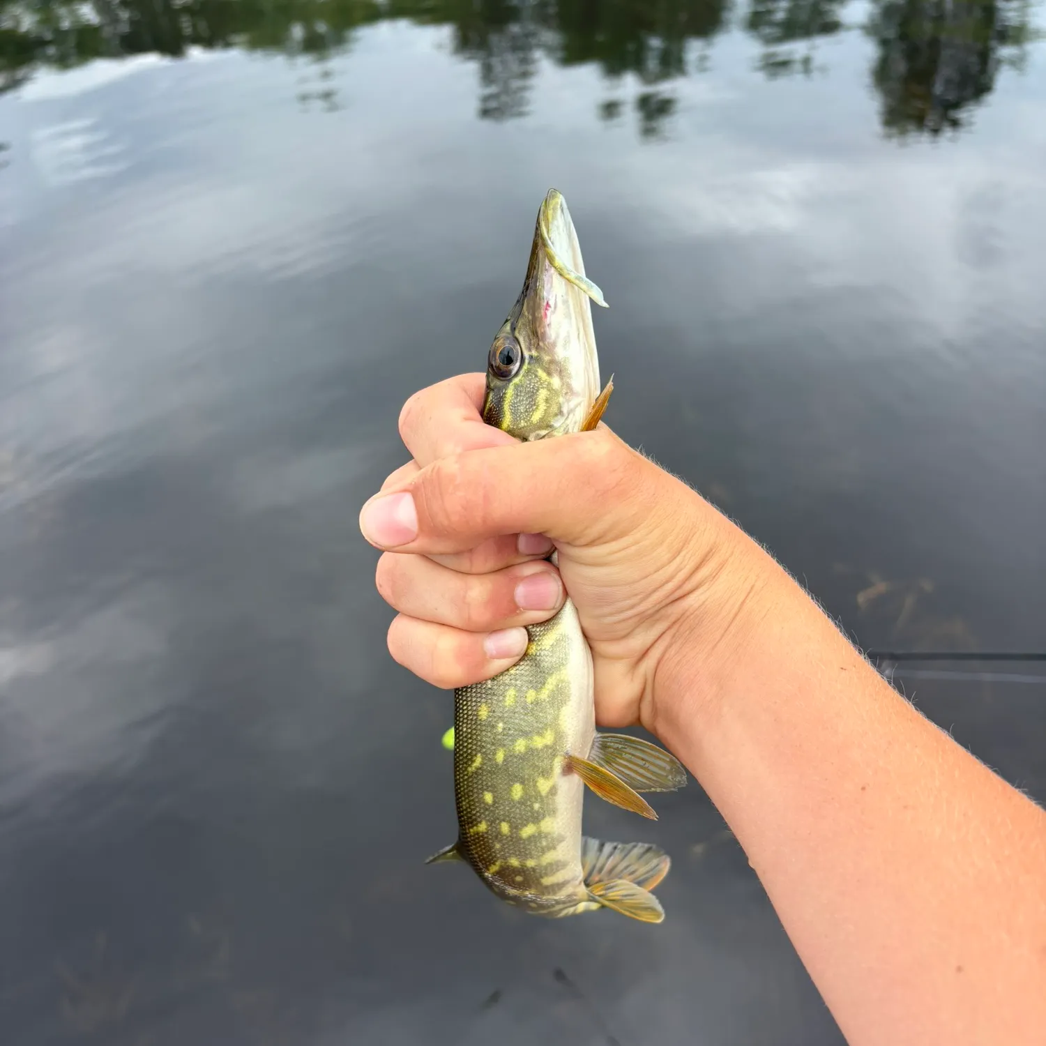 The most recent Northern pike catches on Fishbrain