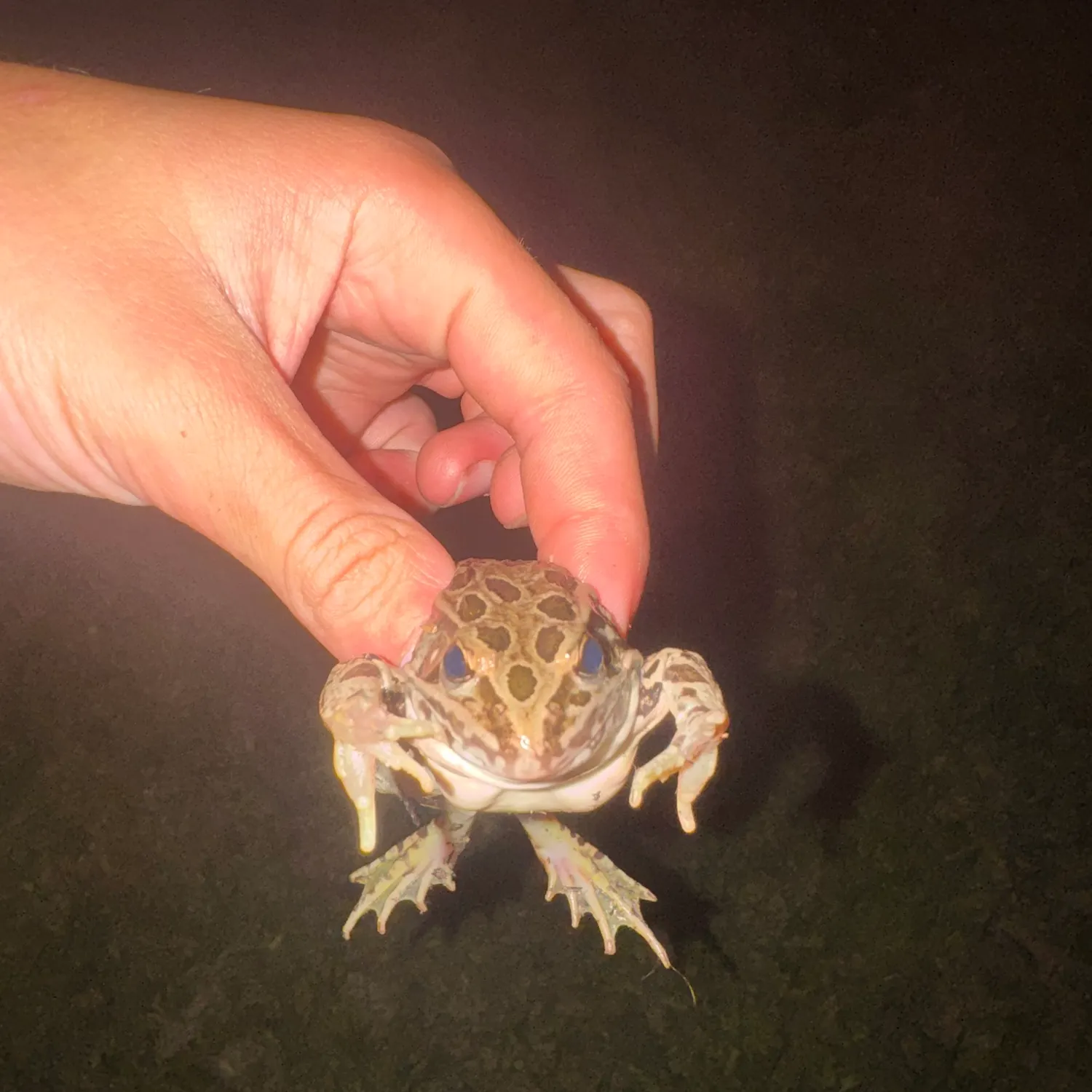 Northern leopard frog caught on Fishbrain