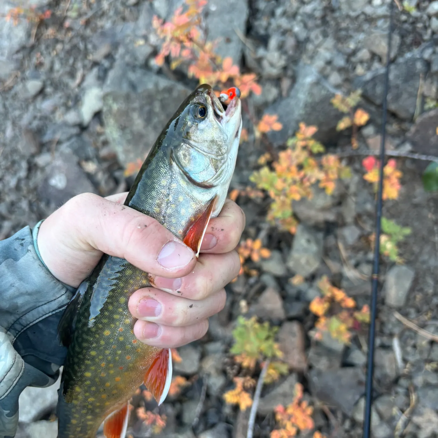 The most recent Splake catches on Fishbrain