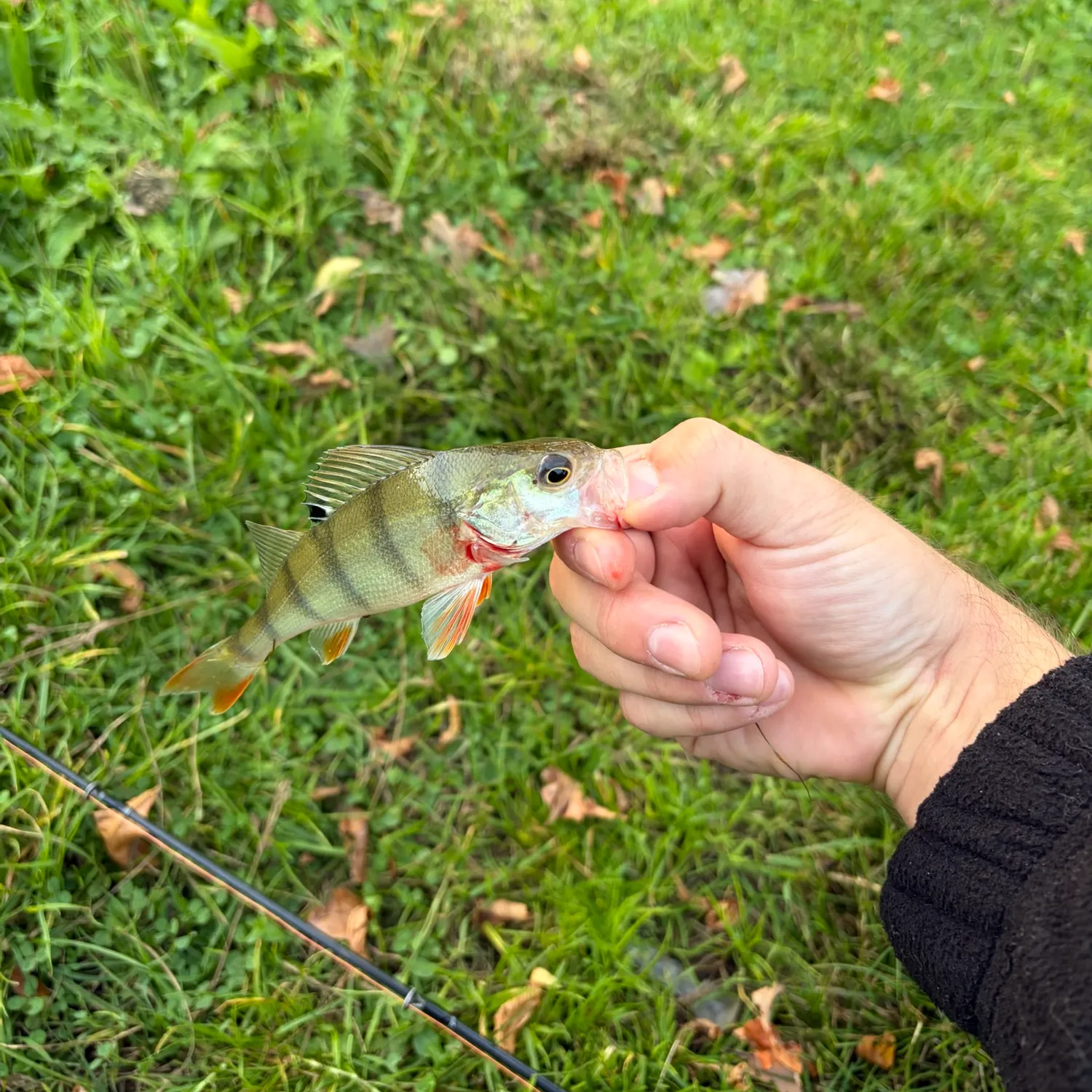 European perch caught on Fishbrain