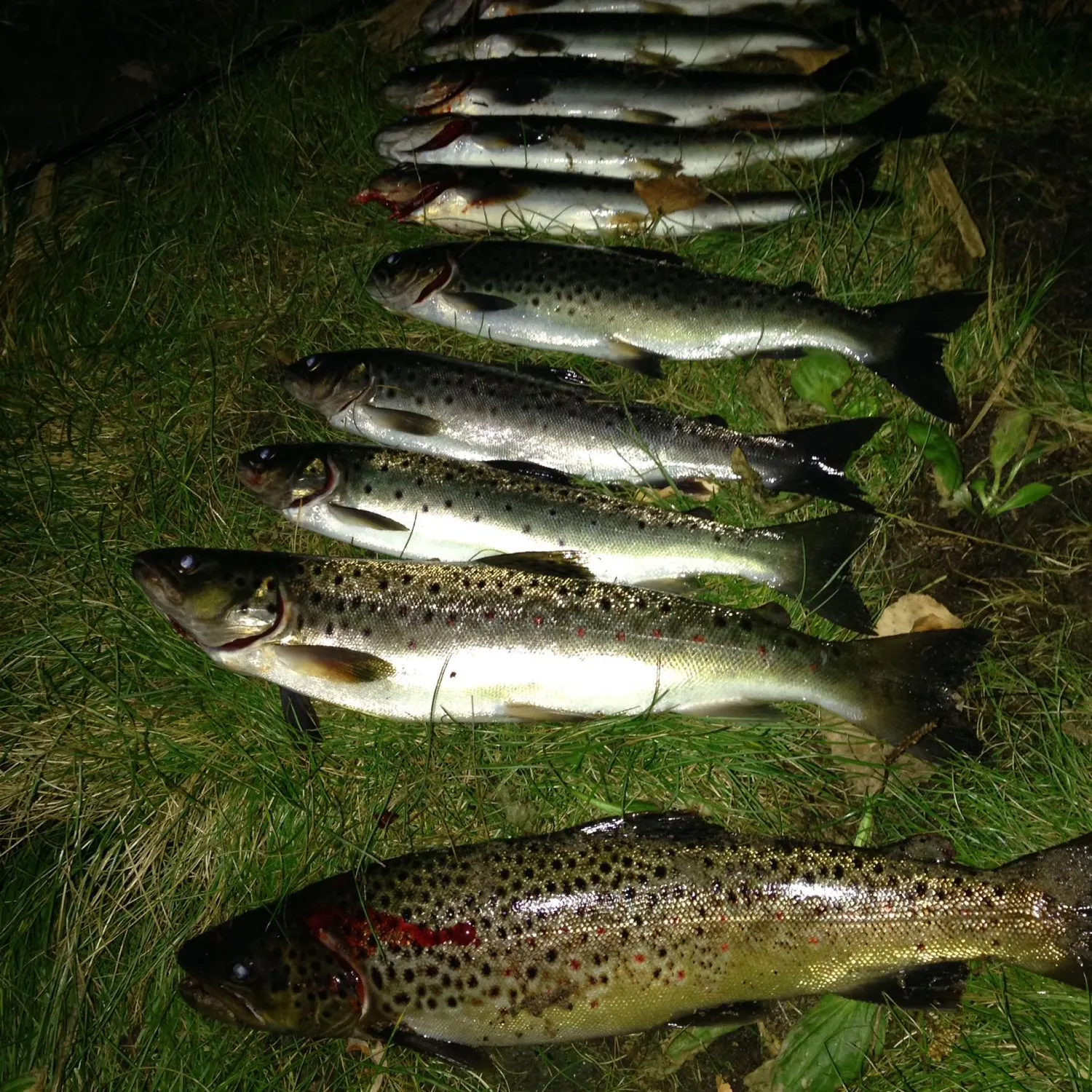 recently logged catches