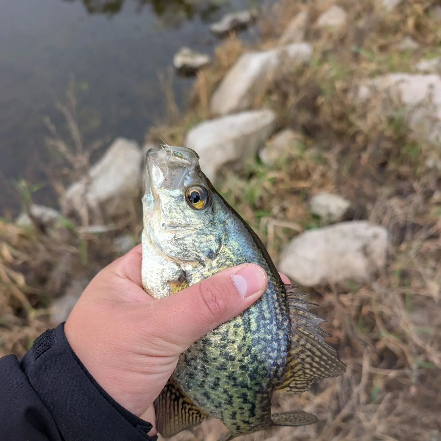 Black crappie caught on Fishbrain