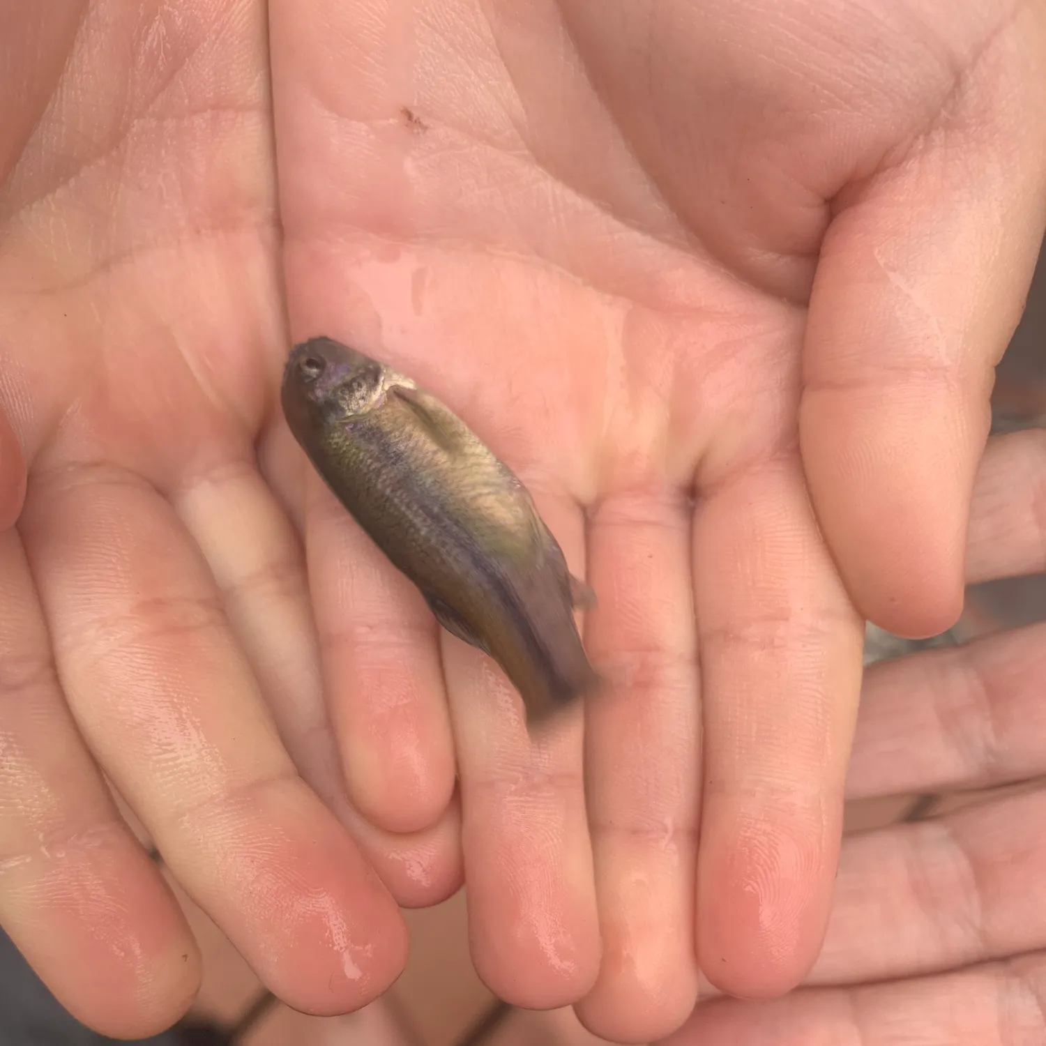 Fathead minnow caught on Fishbrain