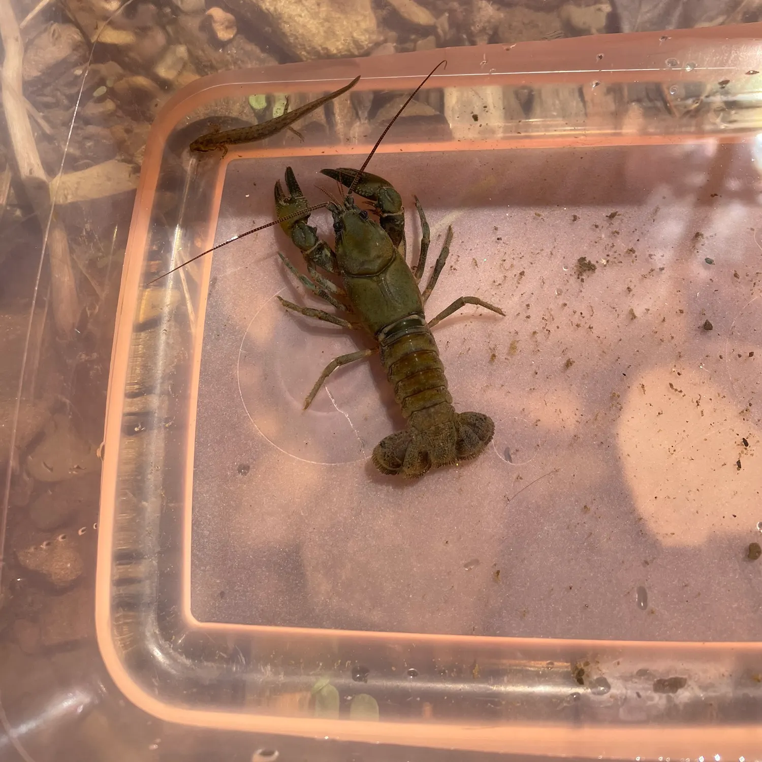 The most recent Rusty crayfish catches on Fishbrain