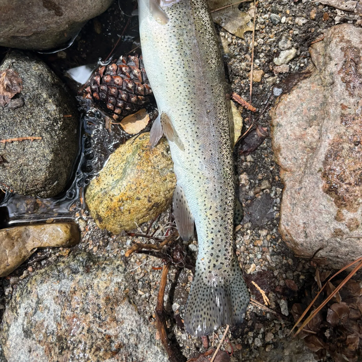 Rainbow trout caught on Fishbrain
