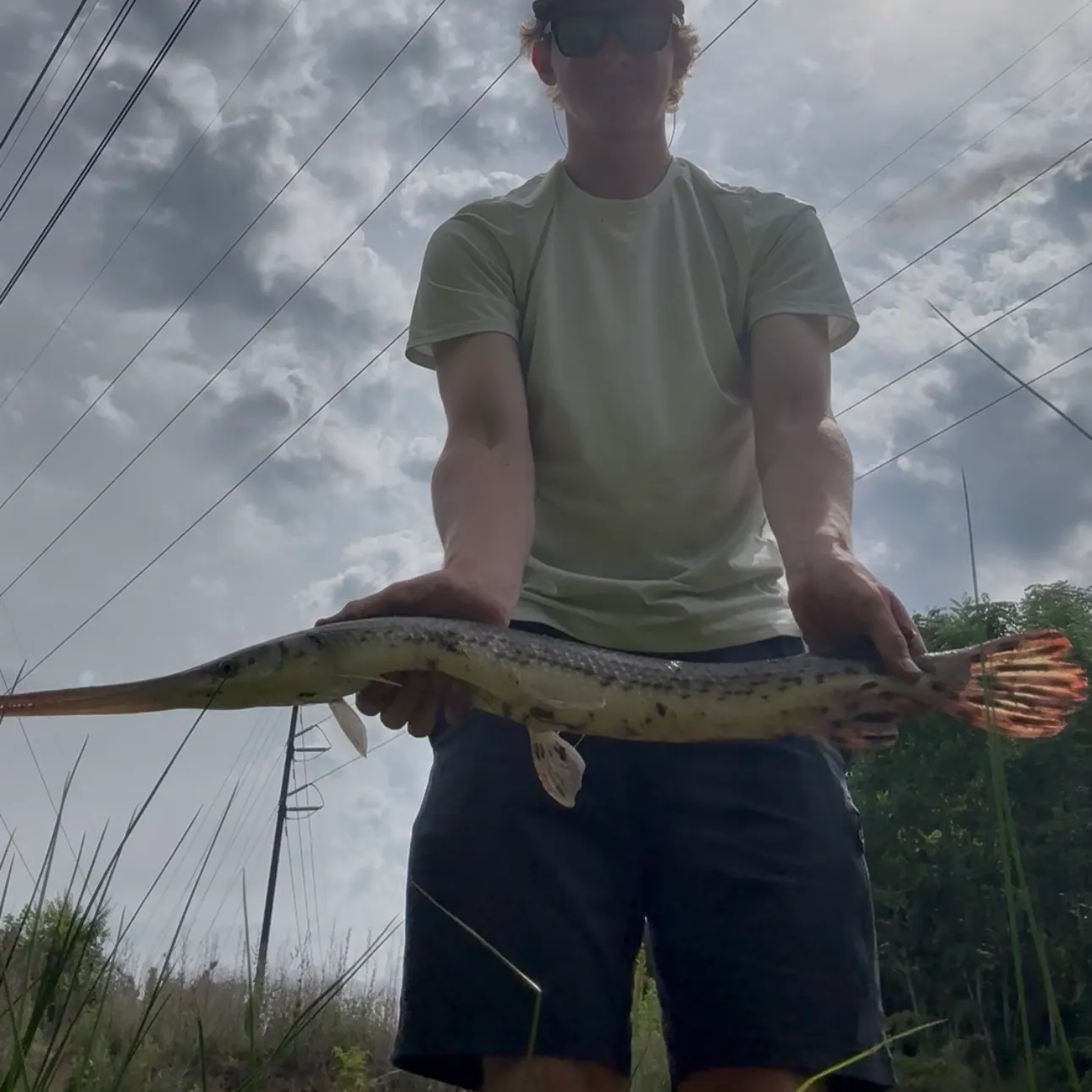 Longnose gar caught on Fishbrain