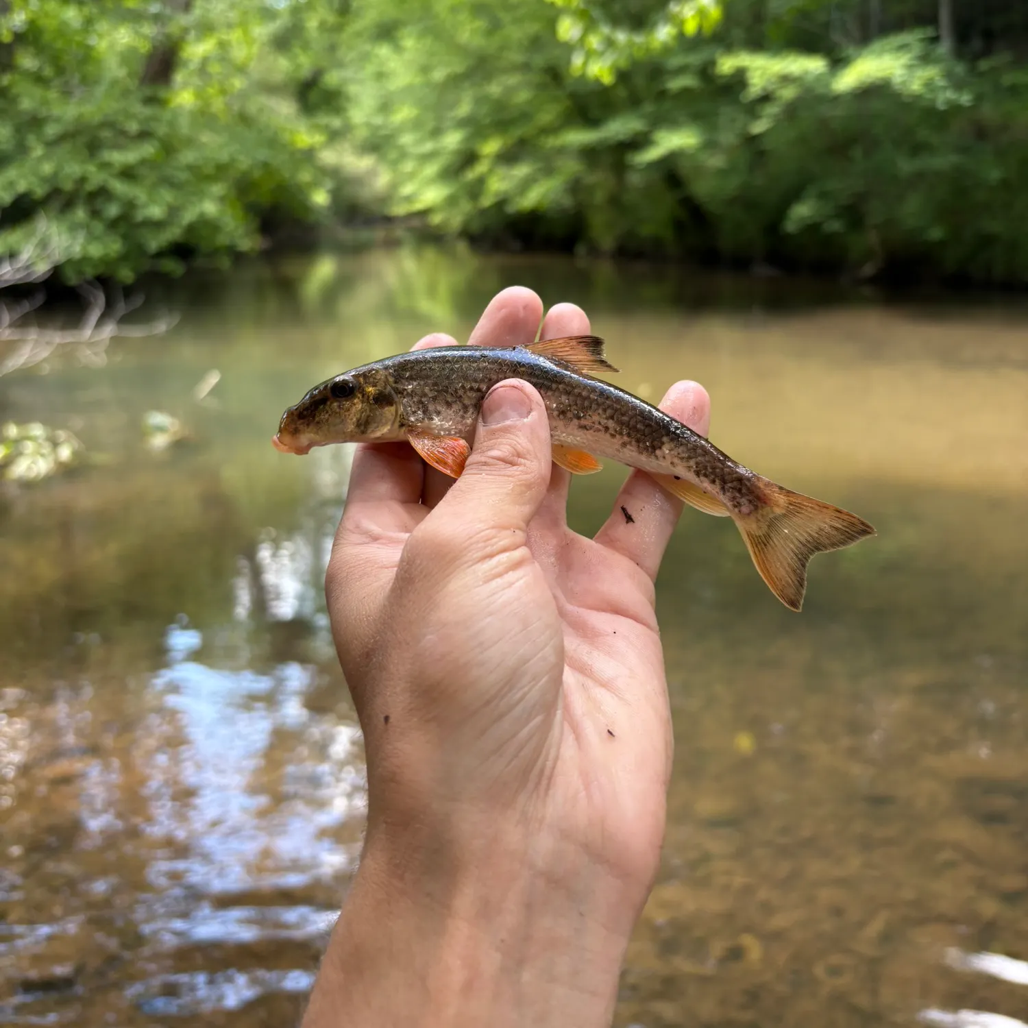 The most recent Alabama hogsucker catches on Fishbrain