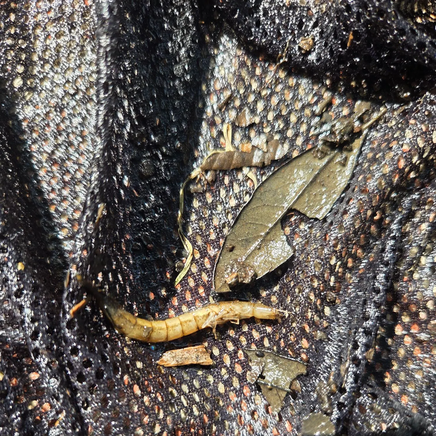 Fish caught on Fishbrain