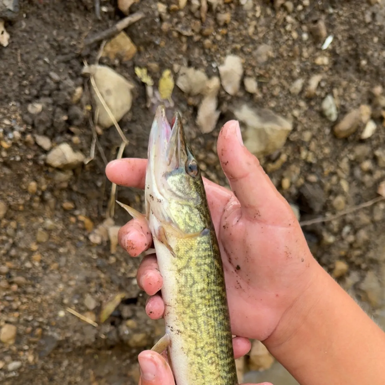 The most recent Grass pickerel catches on Fishbrain