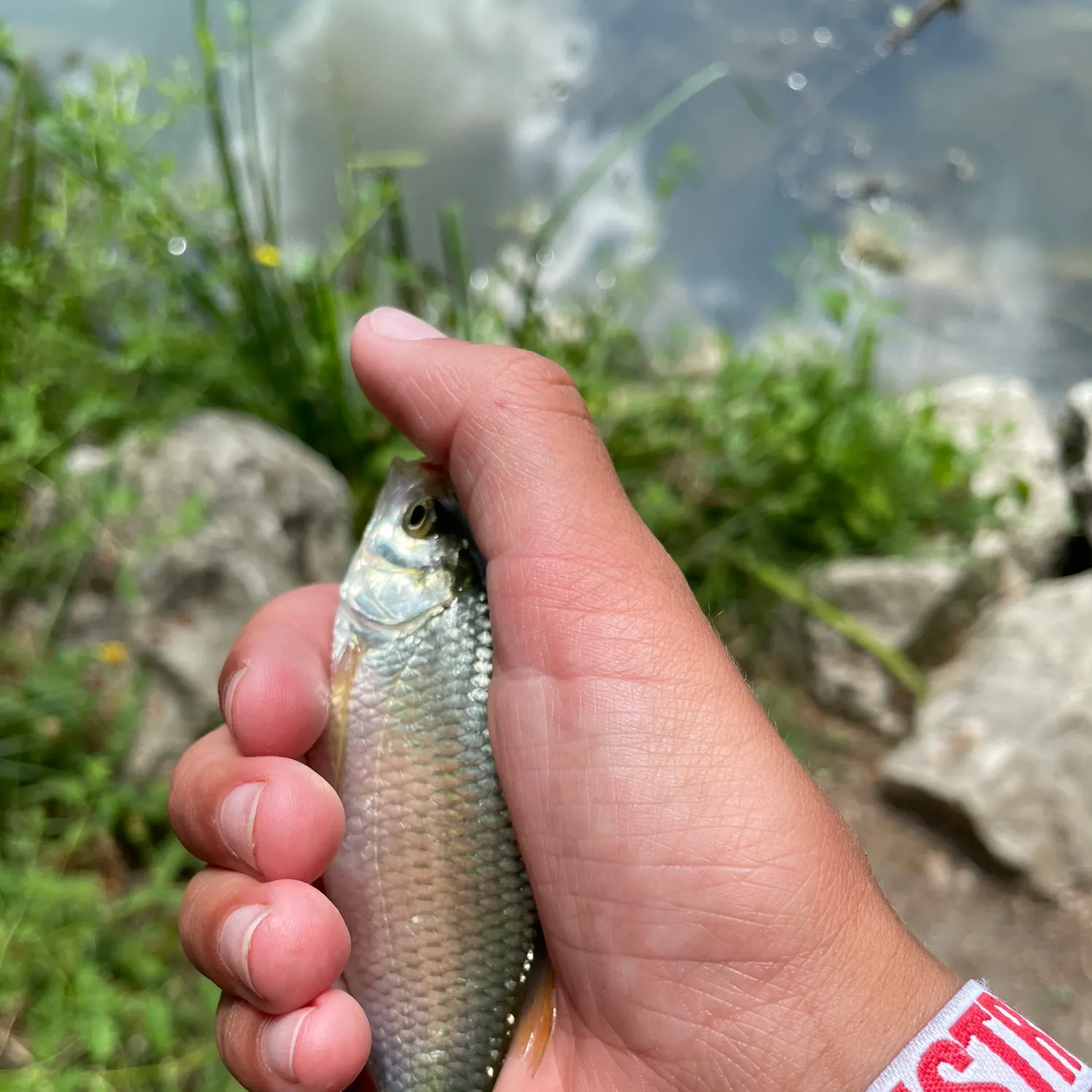 Fish caught on Fishbrain