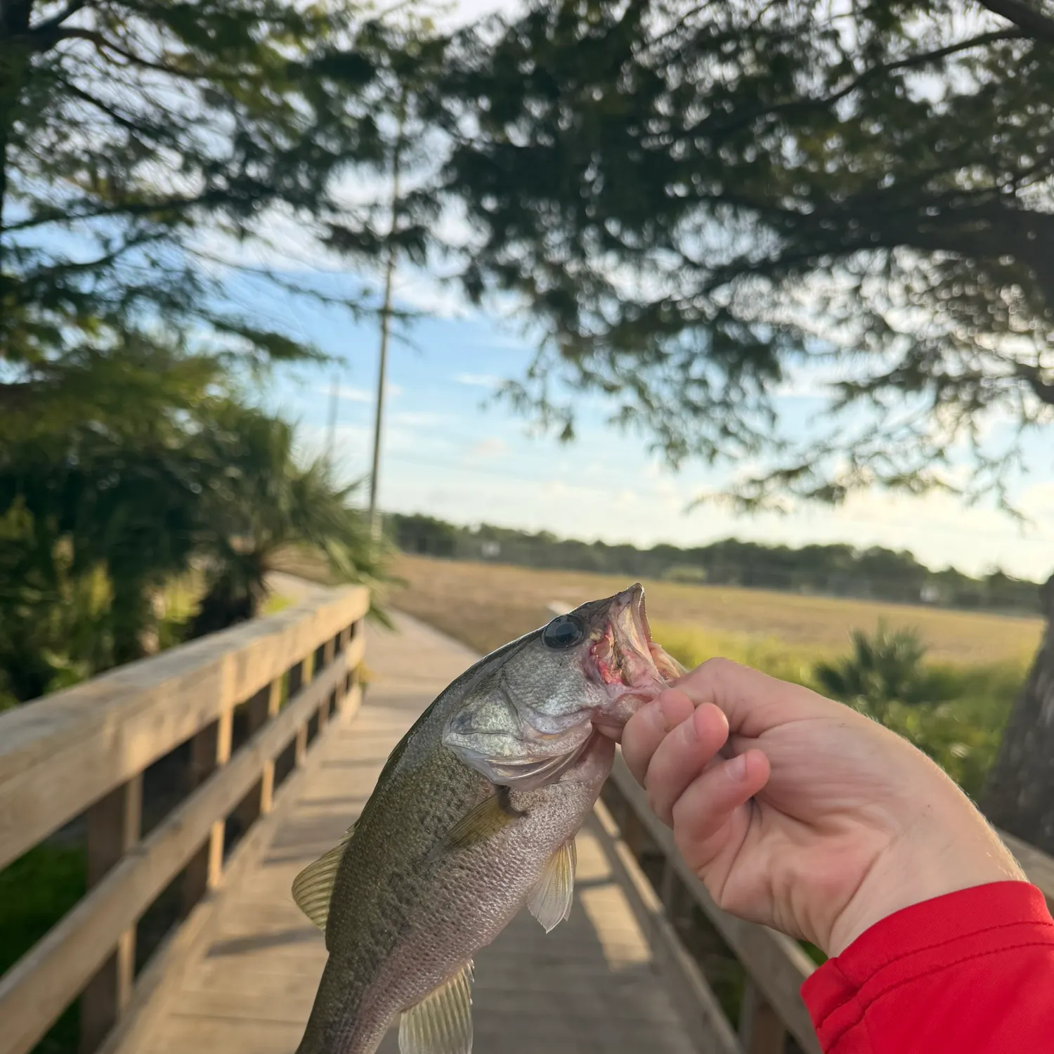 Fish caught on Fishbrain