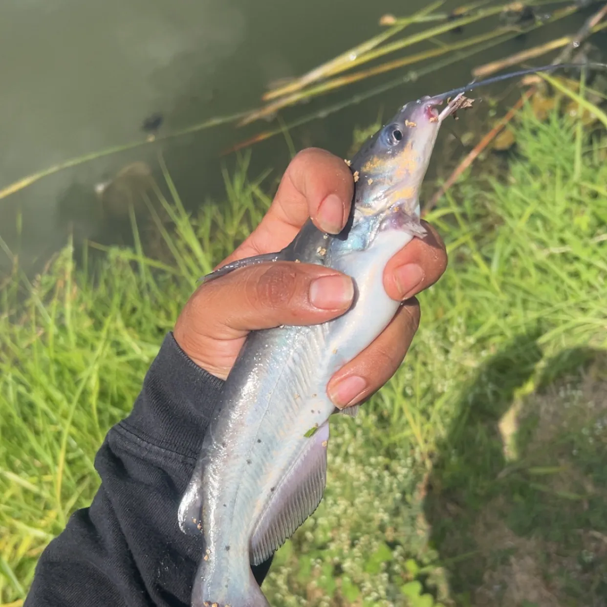Channel catfish caught on Fishbrain