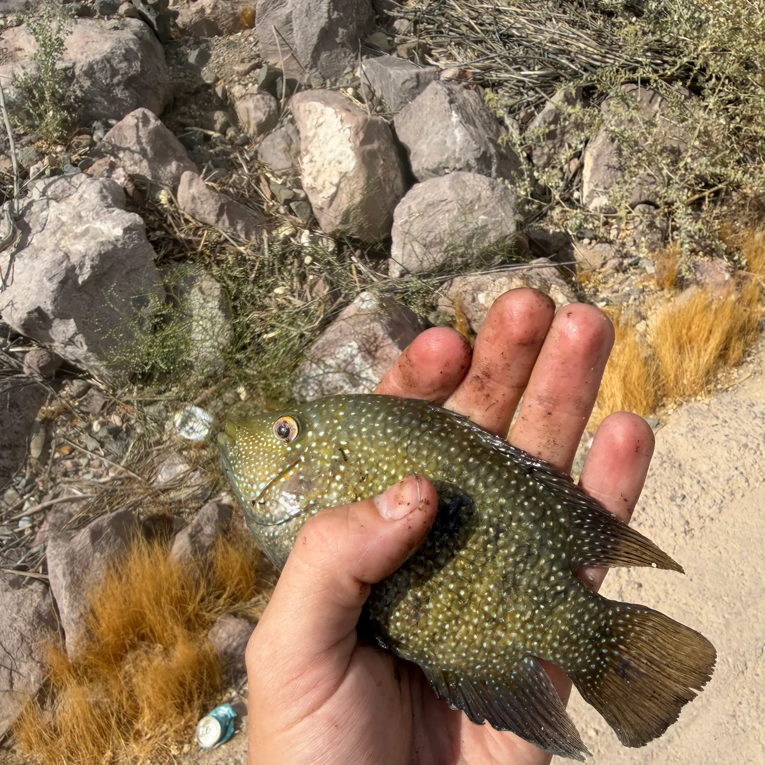 Rio Grande cichlid caught on Fishbrain