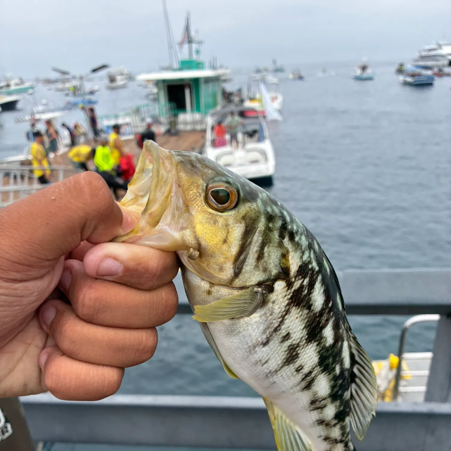Kelp bass caught on Fishbrain