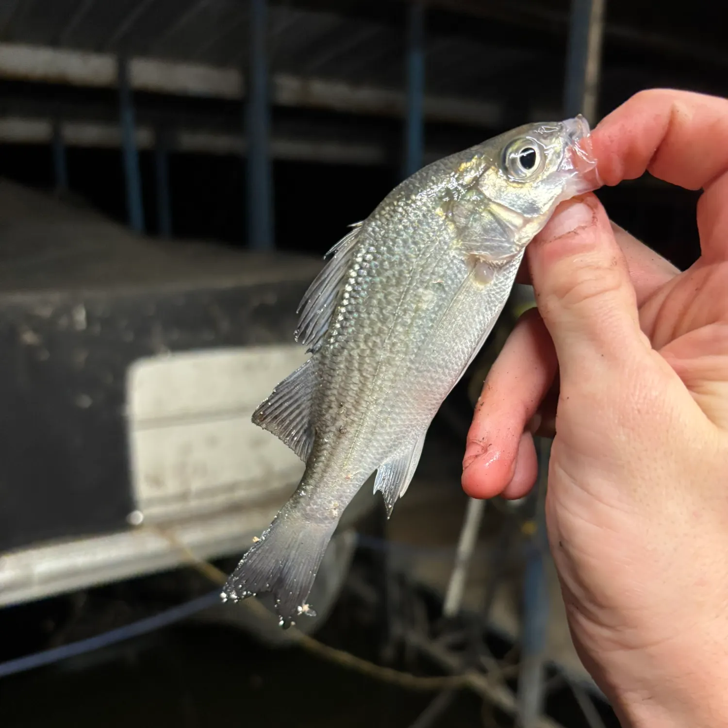 White bass caught on Fishbrain