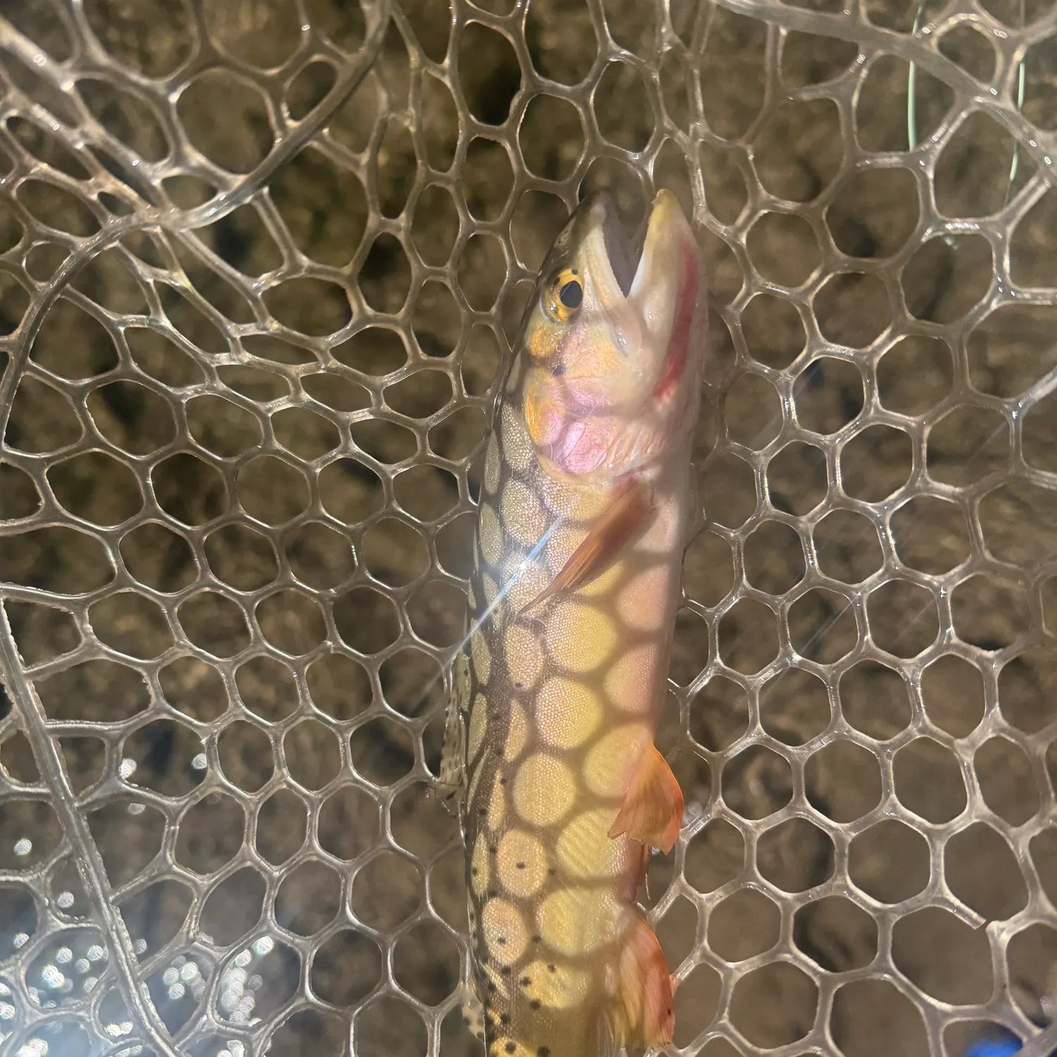 The most recent Colorado river cutthroat trout catches on Fishbrain