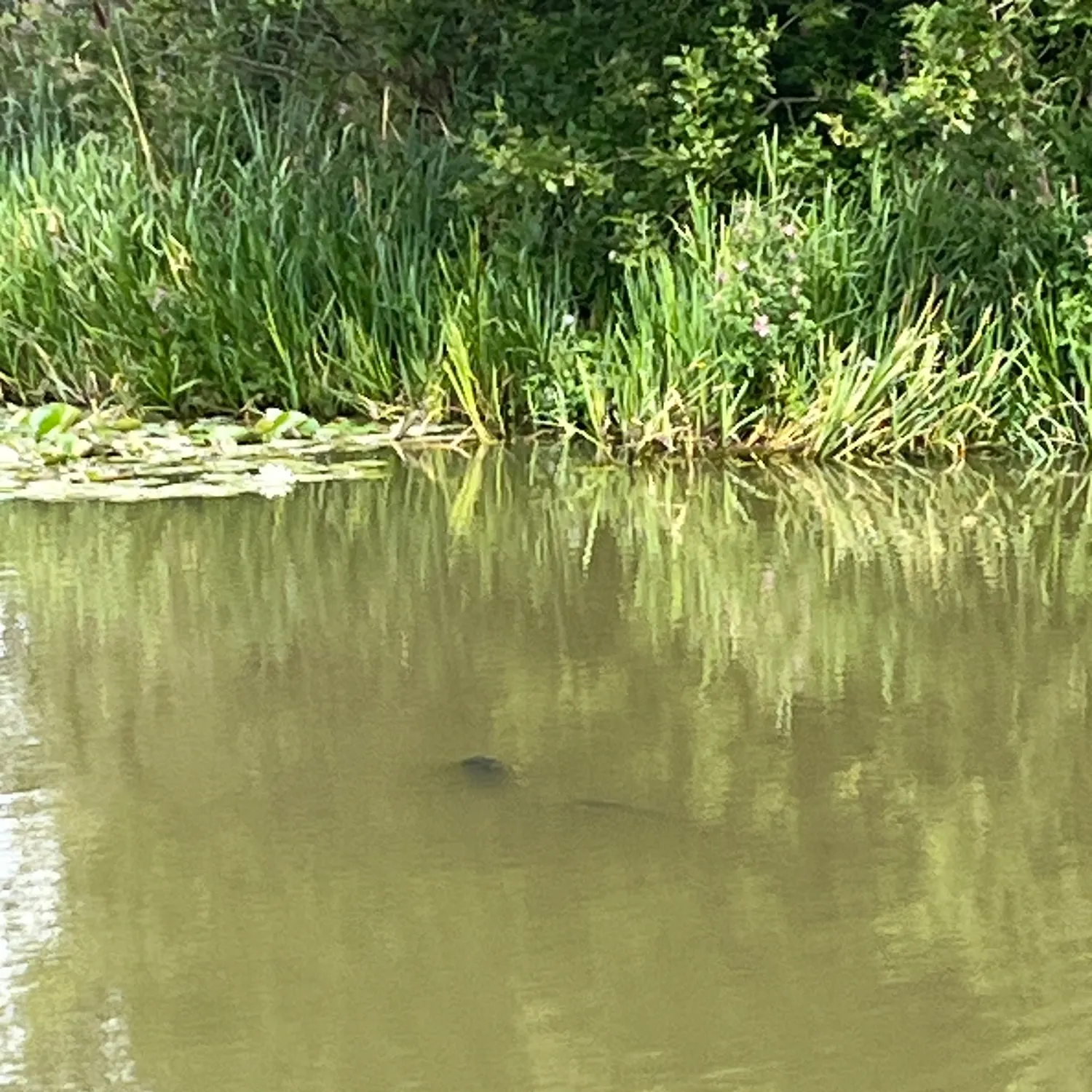 Mirror carp caught on Fishbrain