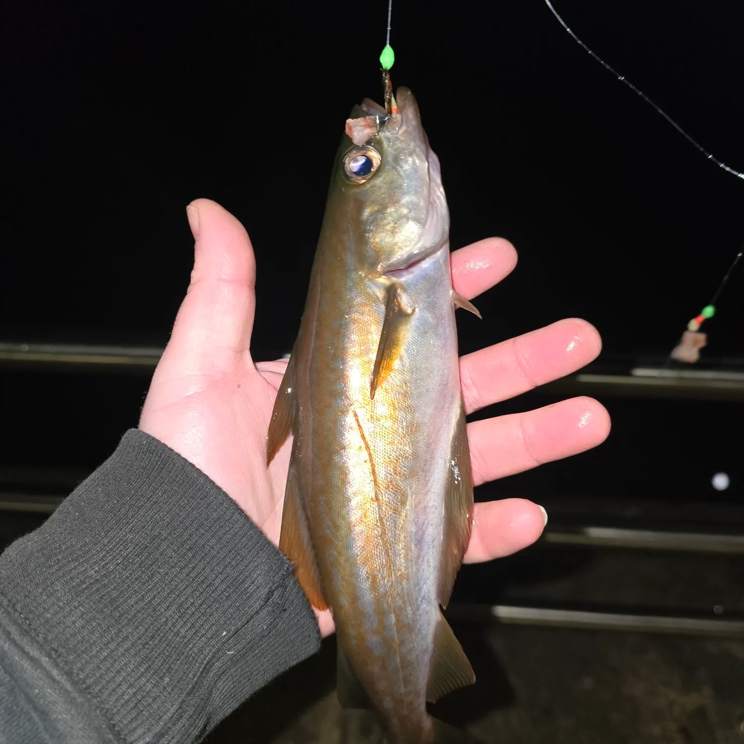 The most recent Pollack catches on Fishbrain