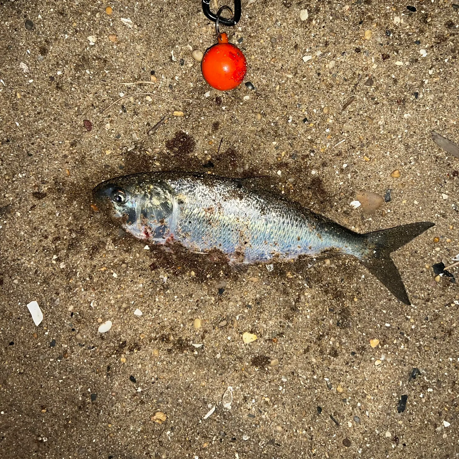 The most recent Atlantic menhaden catches on Fishbrain