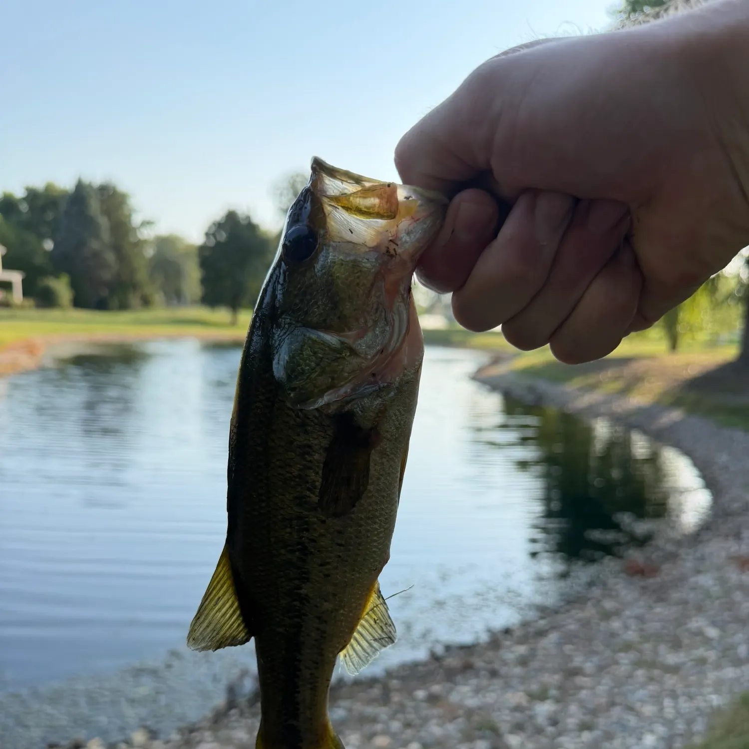 Largemouth bass caught on Fishbrain