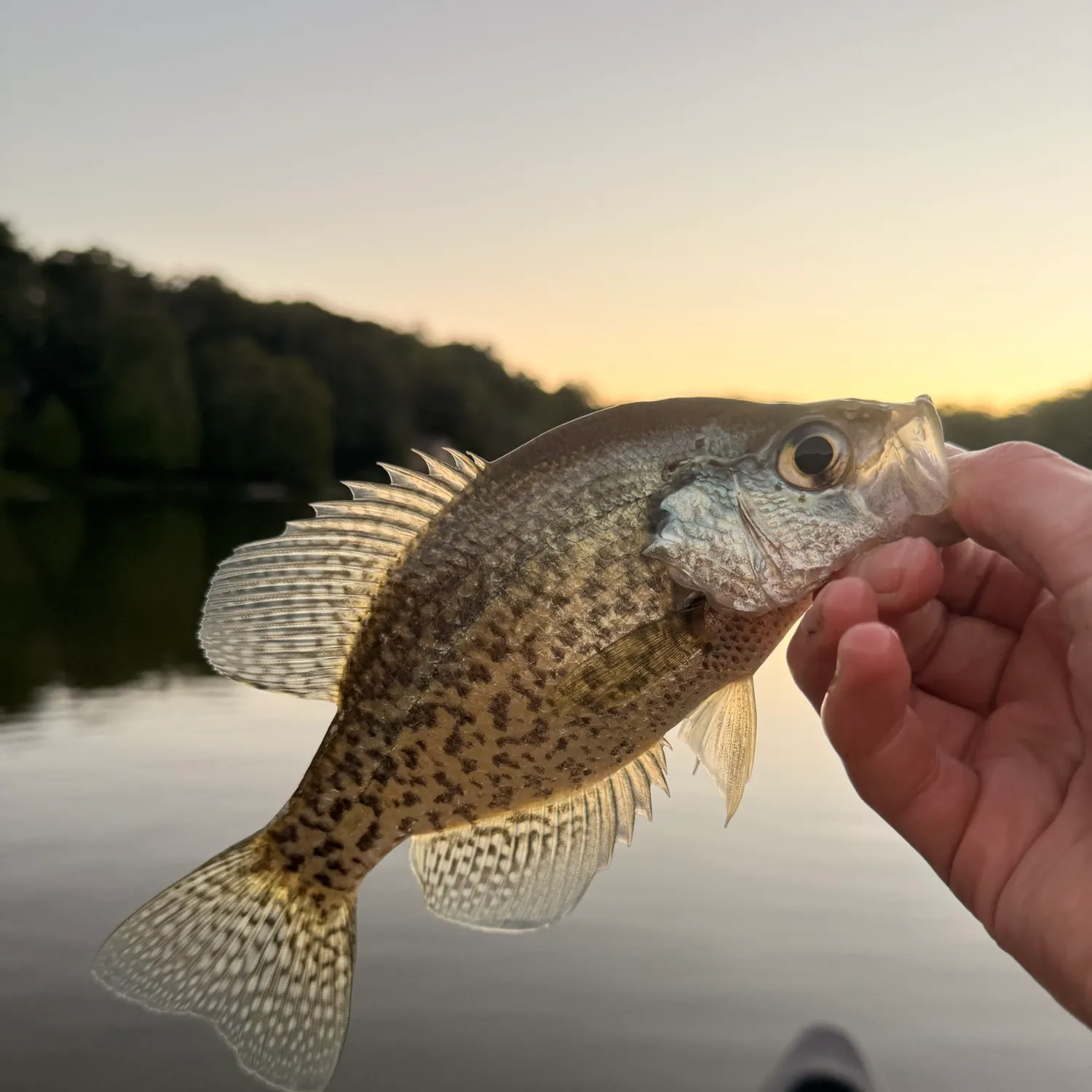 White crappie caught on Fishbrain