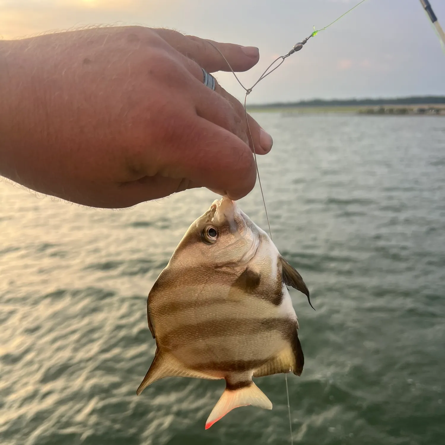 The most recent Atlantic spadefish catches on Fishbrain