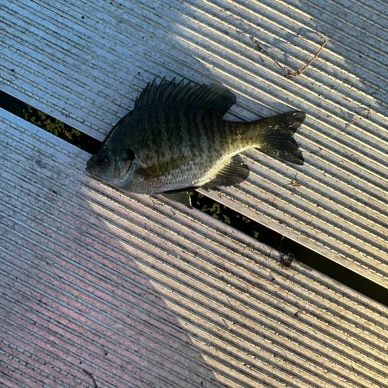 Bluegill caught on Fishbrain
