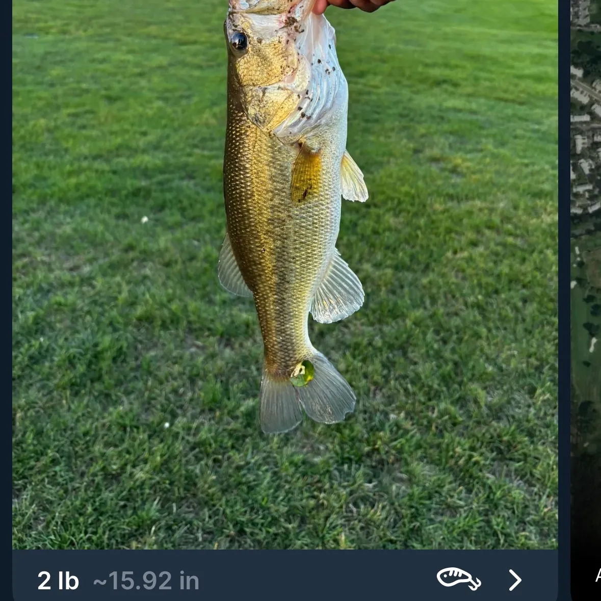 Largemouth bass caught on Fishbrain
