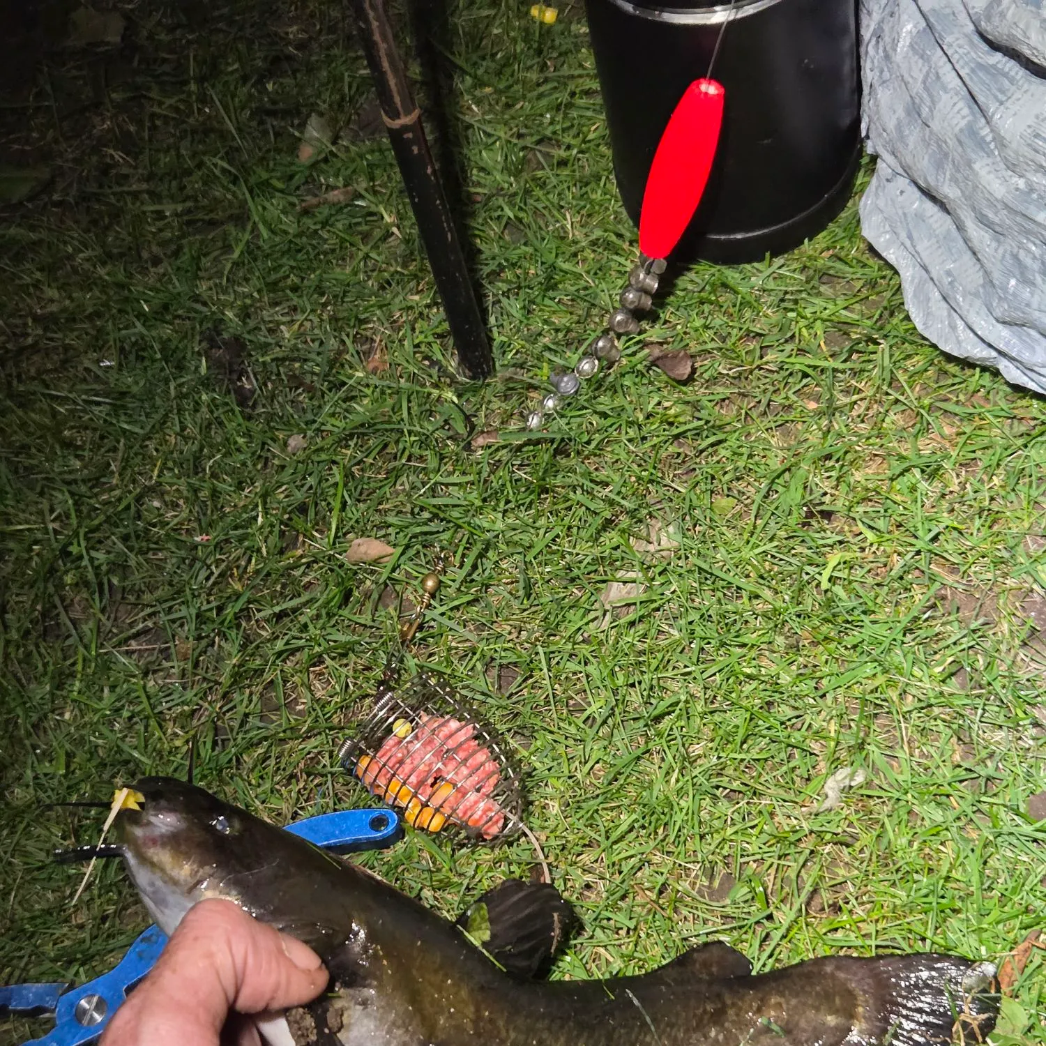 Black bullhead caught on Fishbrain