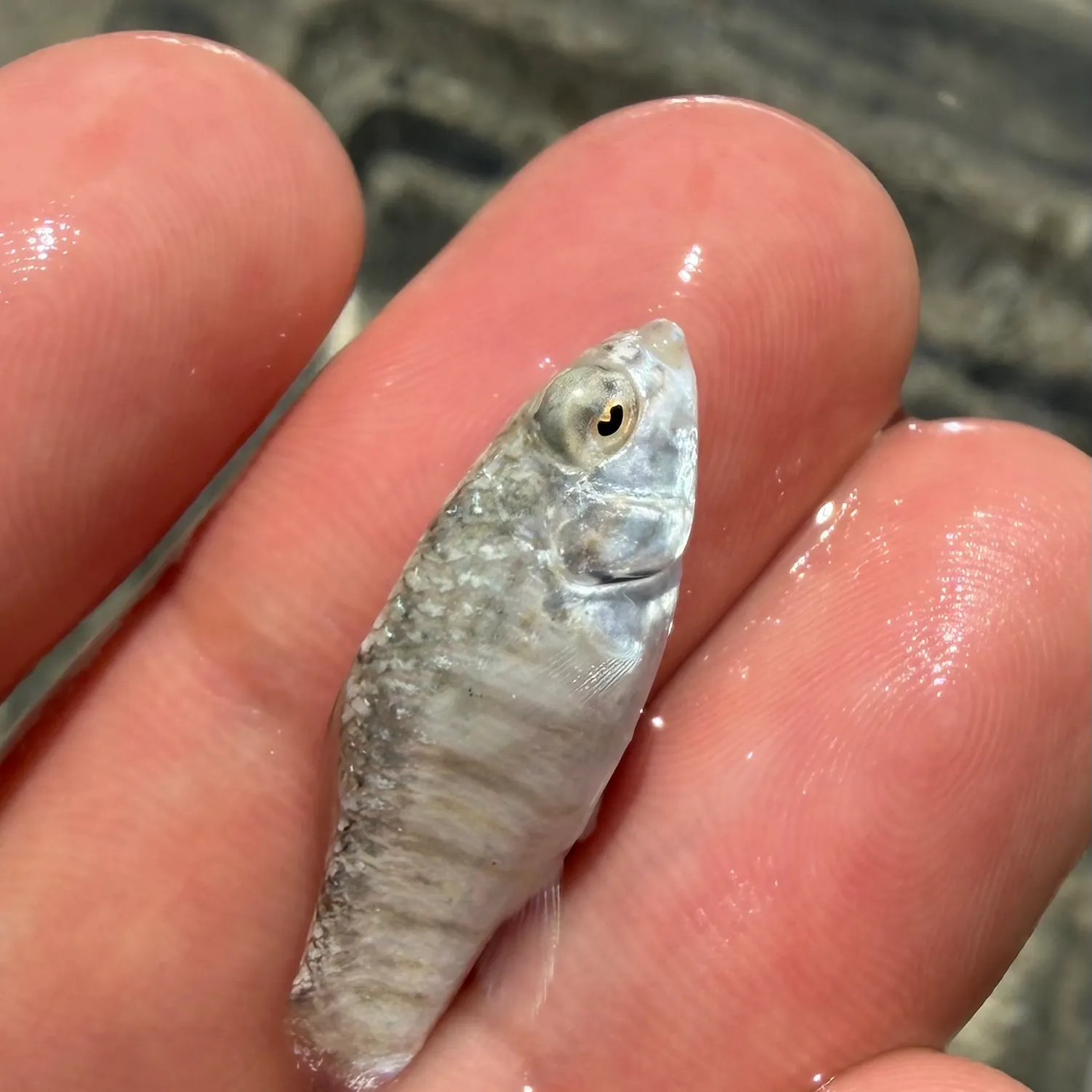 The most recent Goldspotted killifish catches on Fishbrain